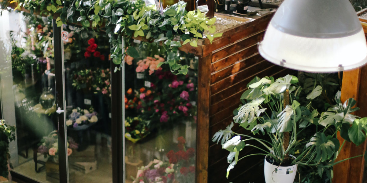 Growing plants at home