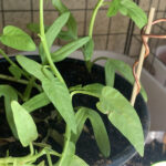 Electroculture antenna in pots