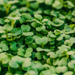 Microgreens