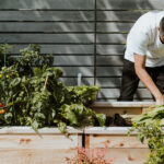 Gardener in raised bed