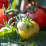 Growing tomatoes indoors
