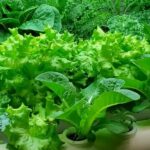 Lettuce grown at home.